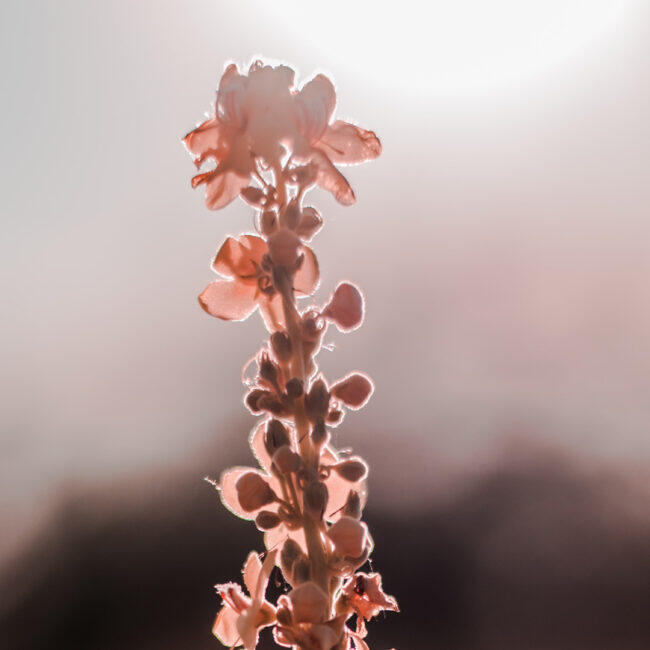 Nuestra Historia 8 t